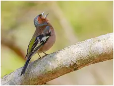 Chaffinch