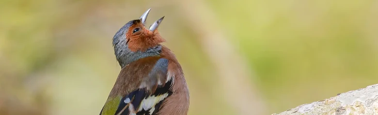 Chaffinch. A Chaffinch is singing on a branch. Reddish-brown body, blue-gray head and white wing bands.