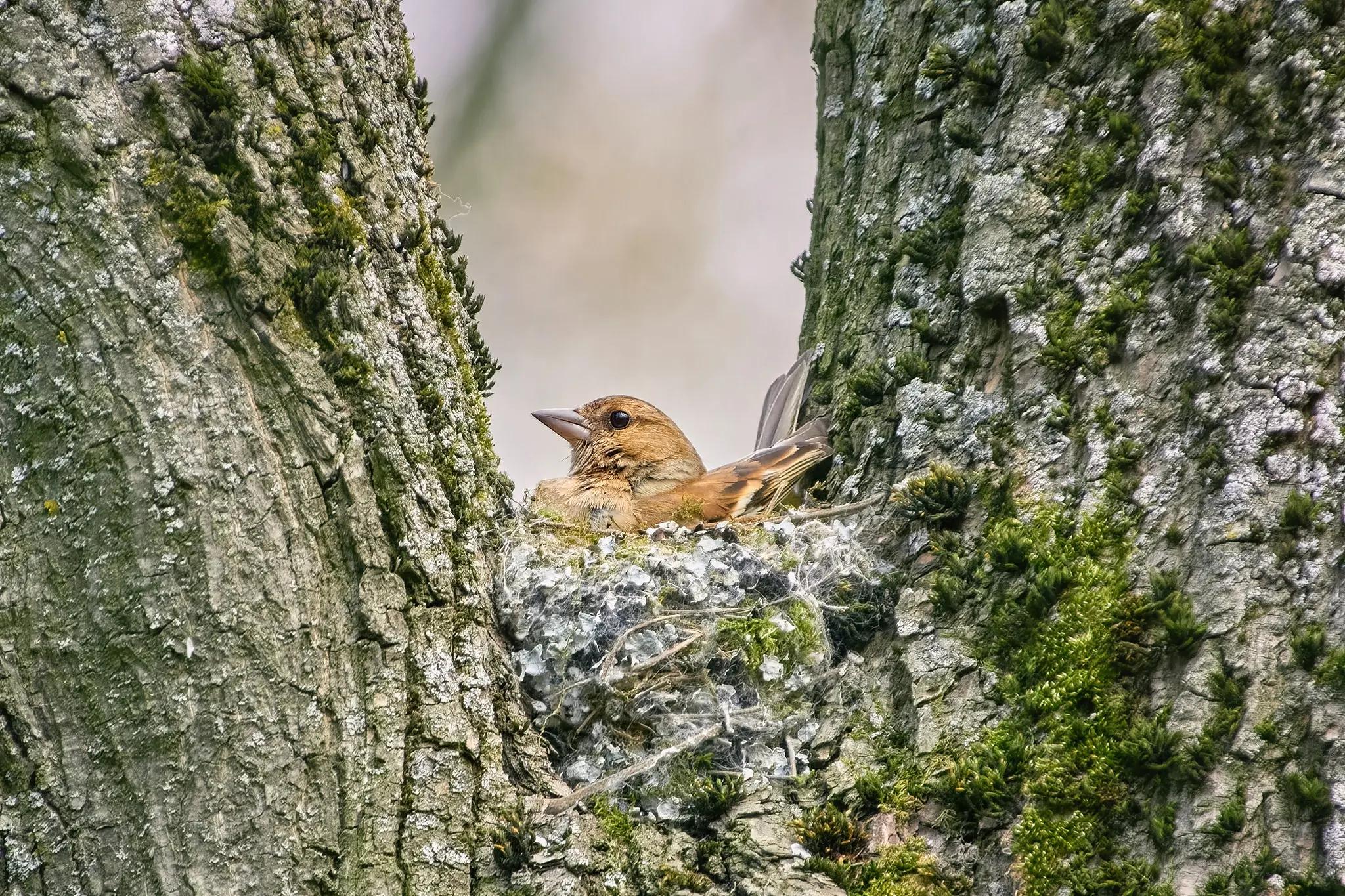 Chaffinch