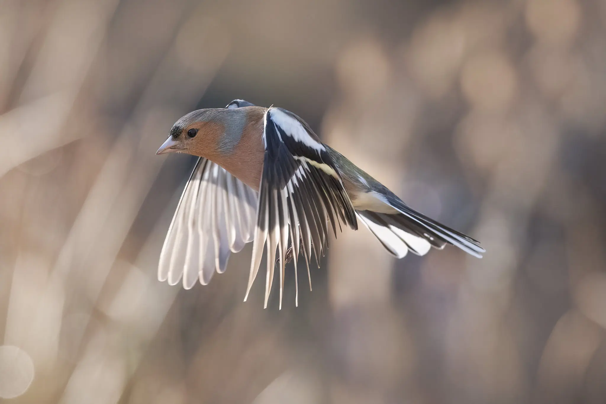 Chaffinch