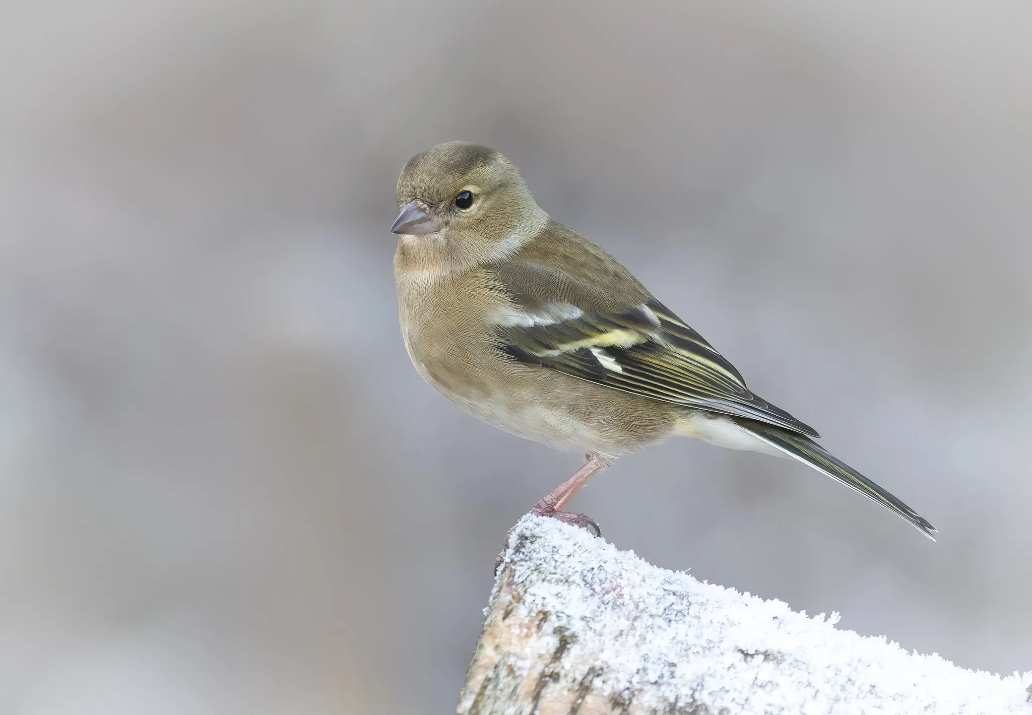 Chaffinch