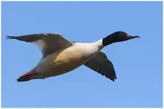 Merganser
