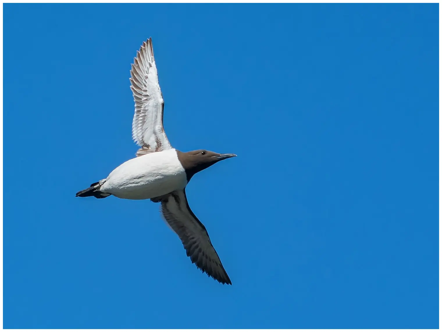 Guillemot