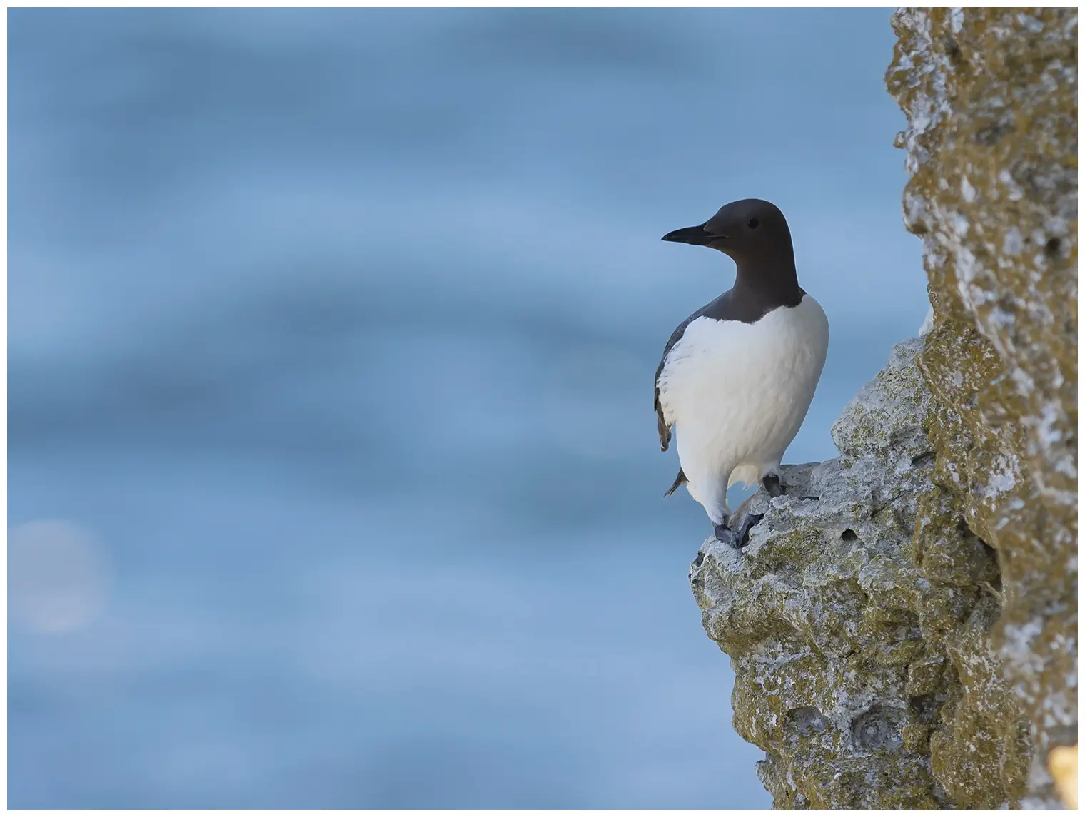 Guillemot