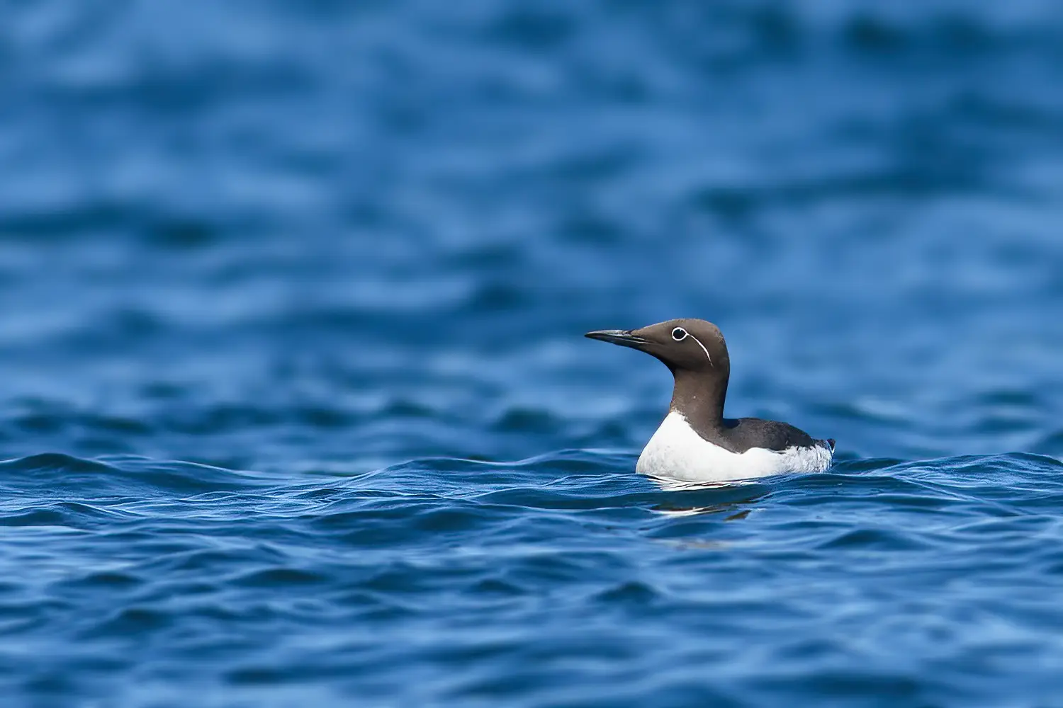 Guillemot