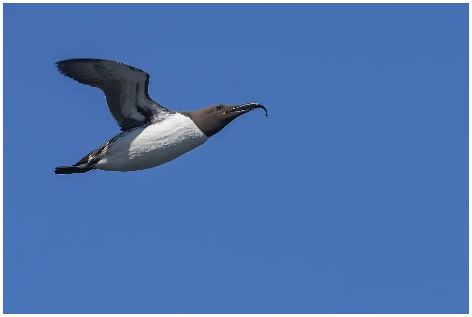 Guillemot