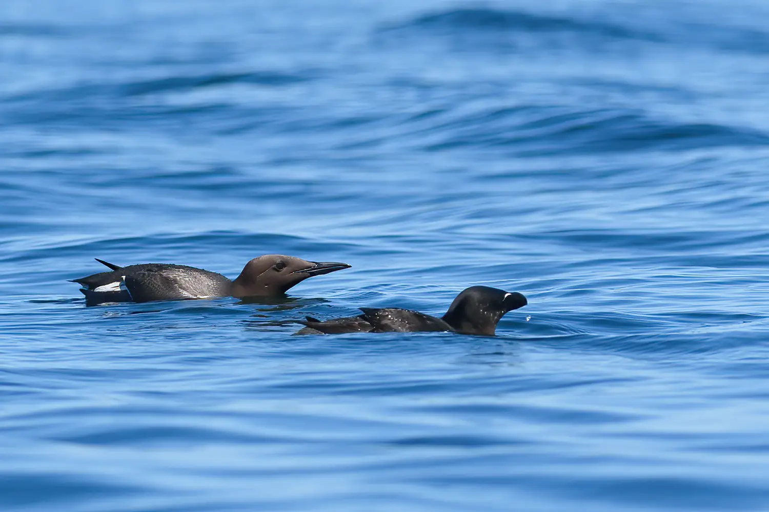 Guillemot