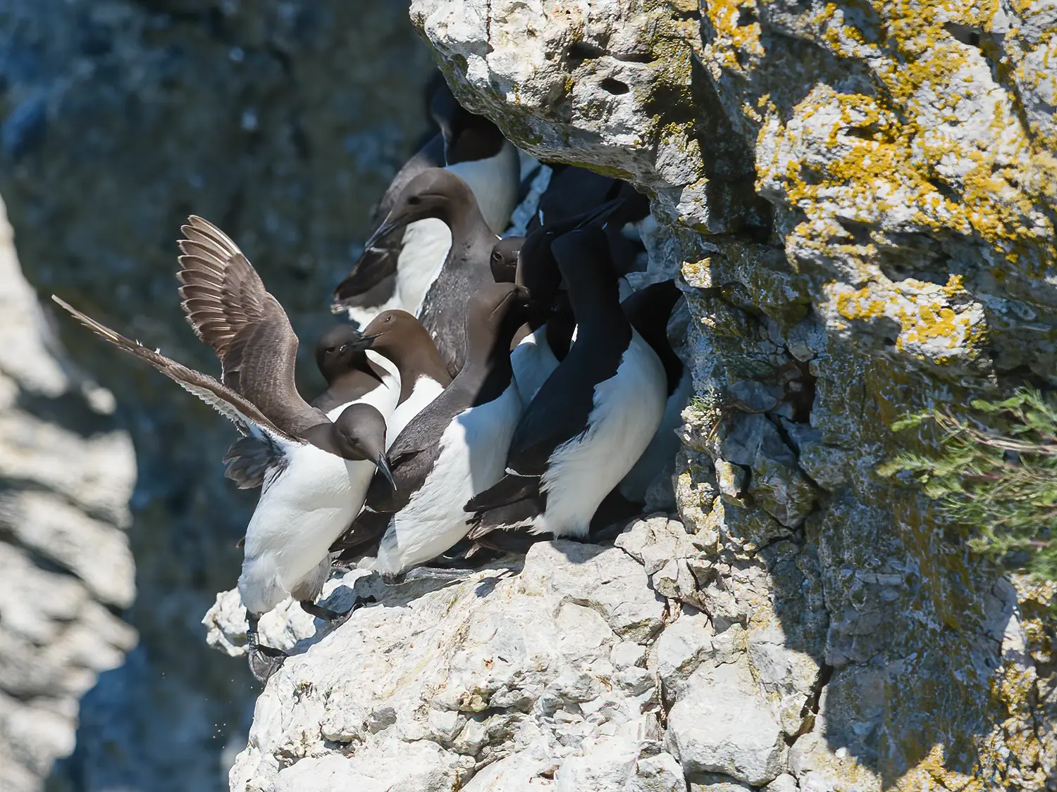 Guillemot