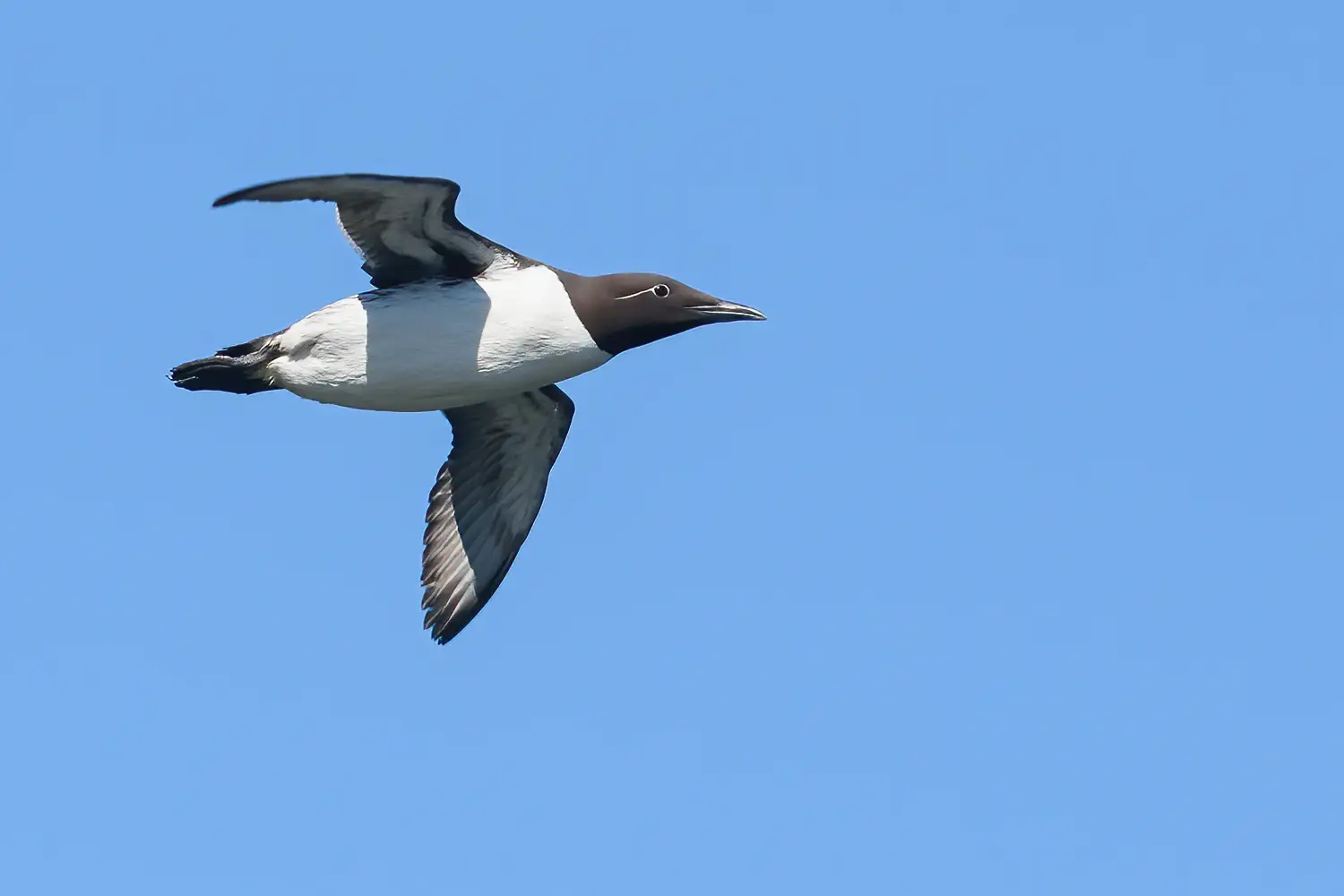 Guillemot