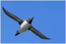 Guillemot
