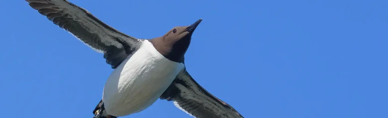 Guillemot