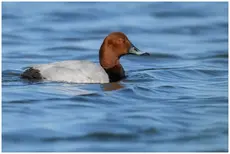 Pochard