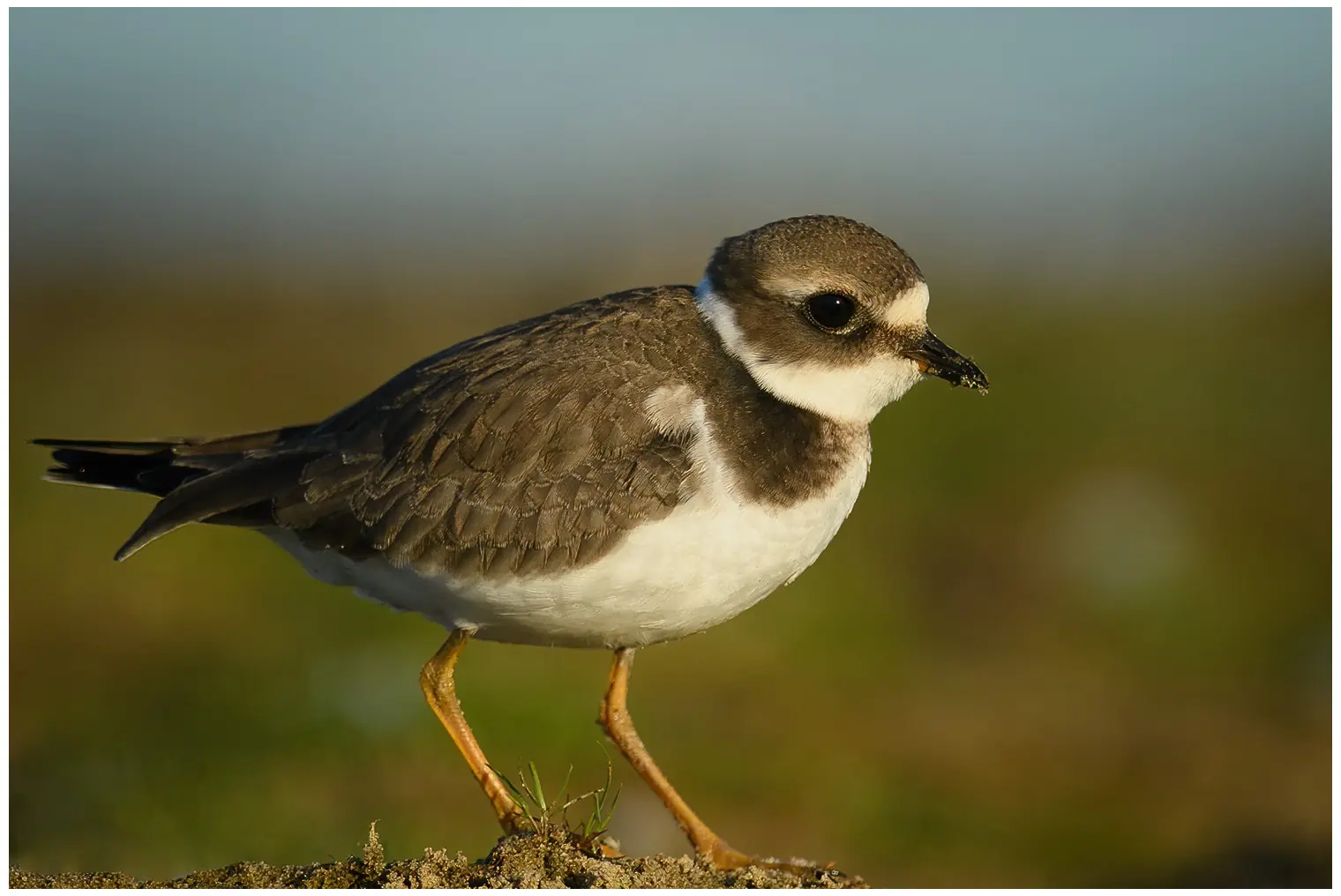 Ringed Plover