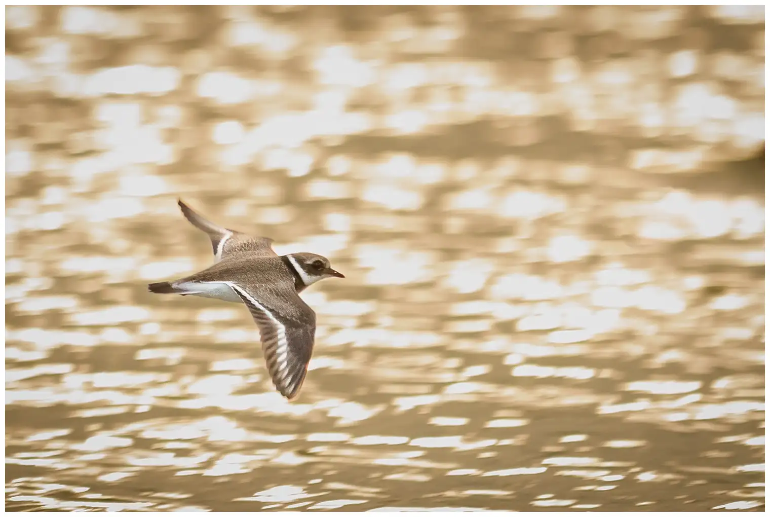 Ringed Plover