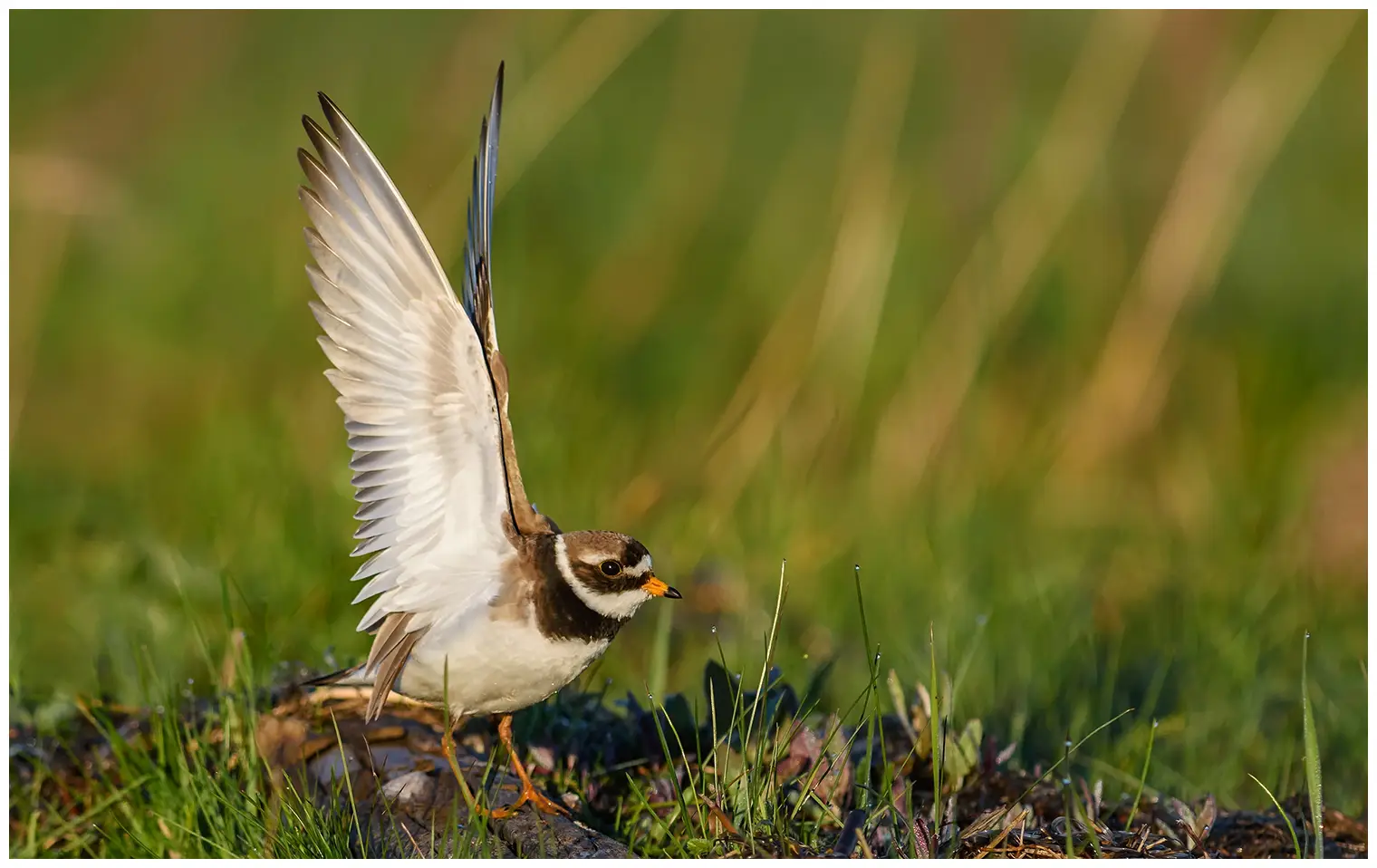 Ringed Plover