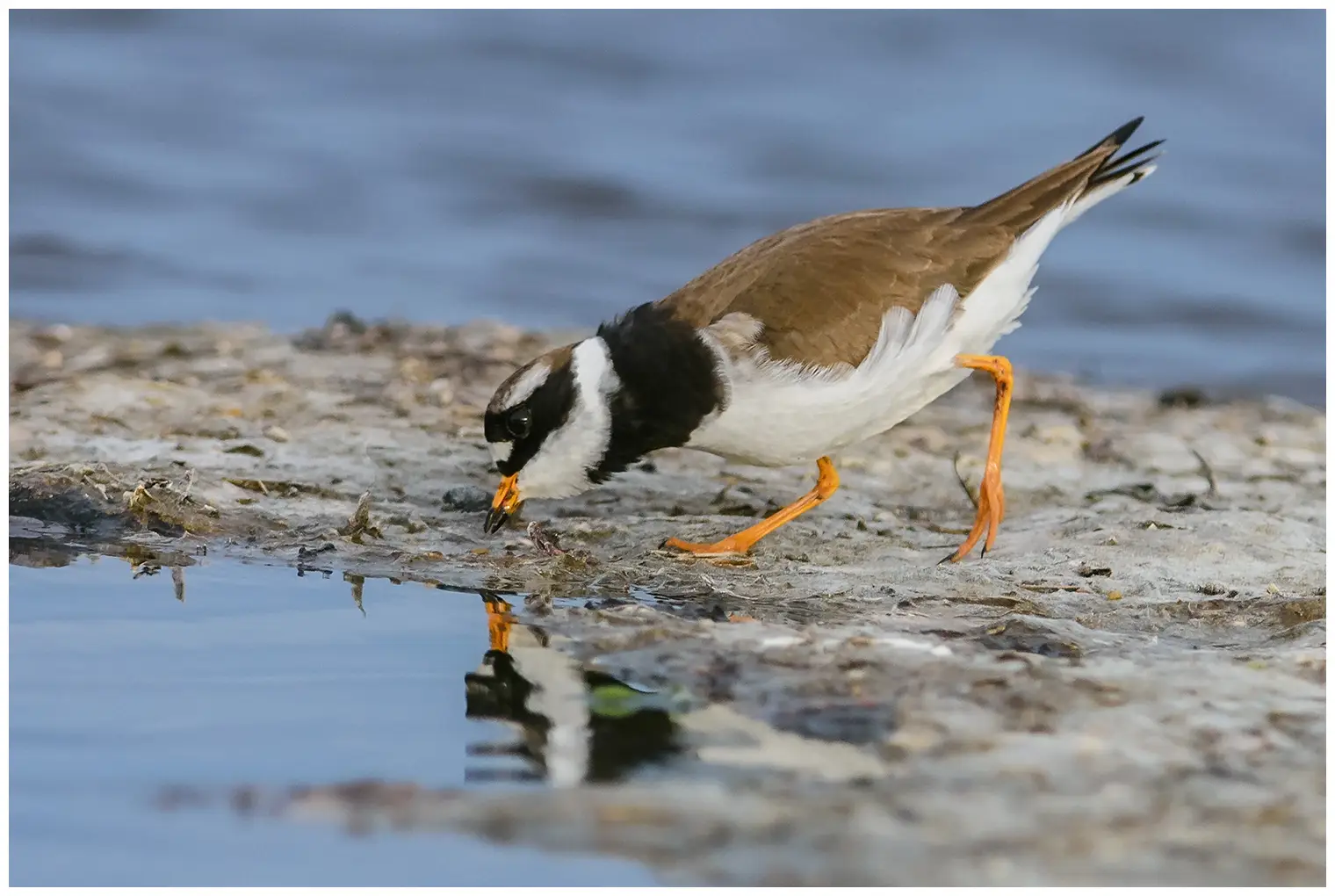 Ringed Plover