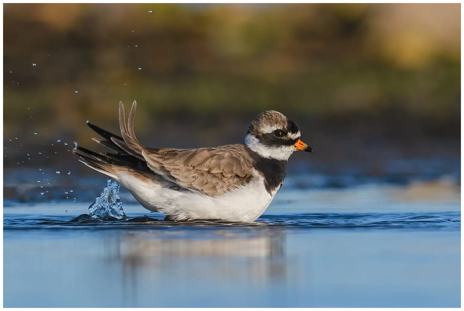 Ringed Plover