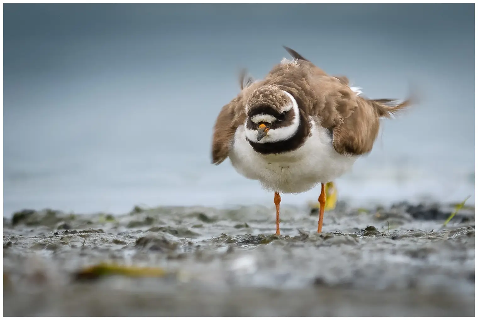 Ringed Plover