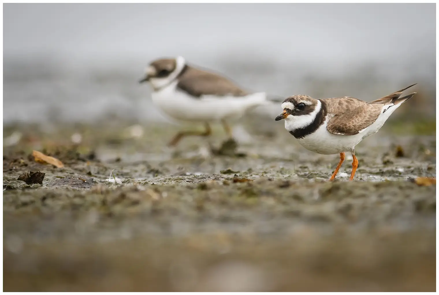 Ringed Plover