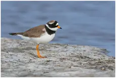 Ringed Plover
