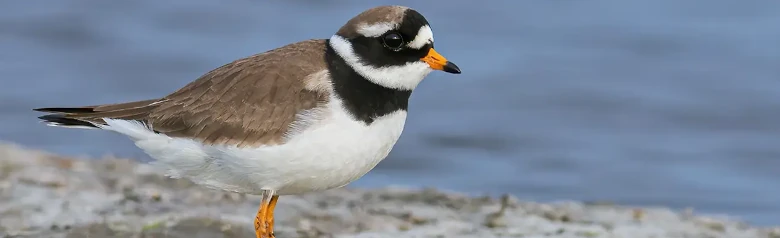 Ringed Plover