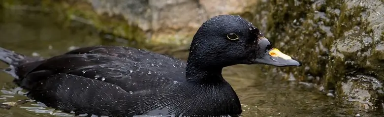 A Common Scoter in the water near a cliff. The upper part of the beak is orange.