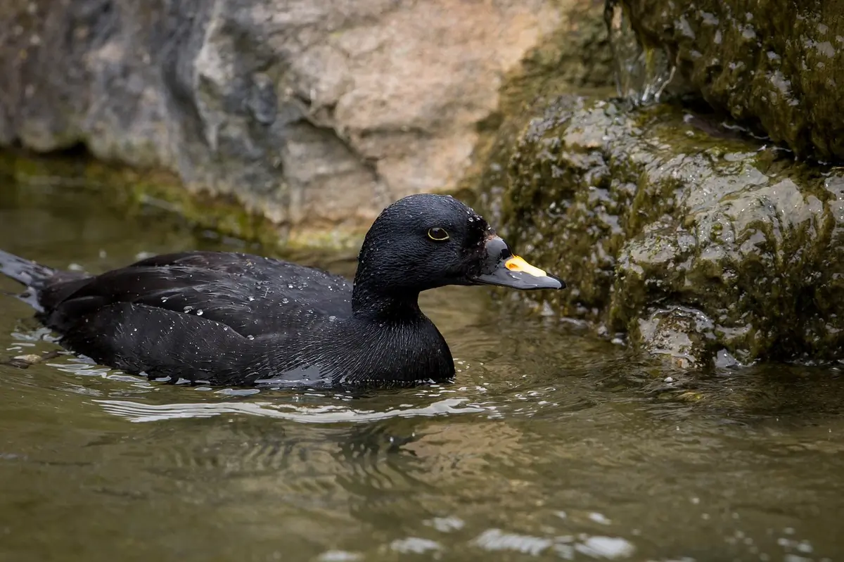 A Common Scoter in the water near a cliff. The upper part of the beak is orange.