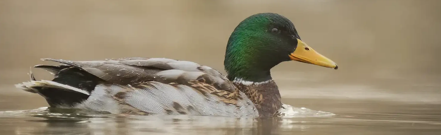 A Mallard lies on the water in the morning mist. Its head is a beautiful green color.