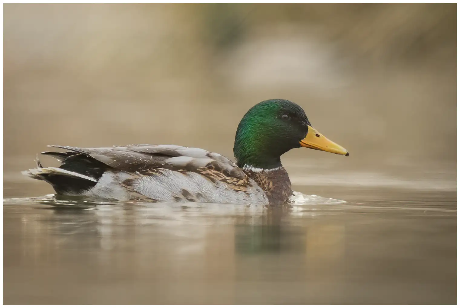 A Mallard lies on the water in the morning mist. Its head is a beautiful green color.