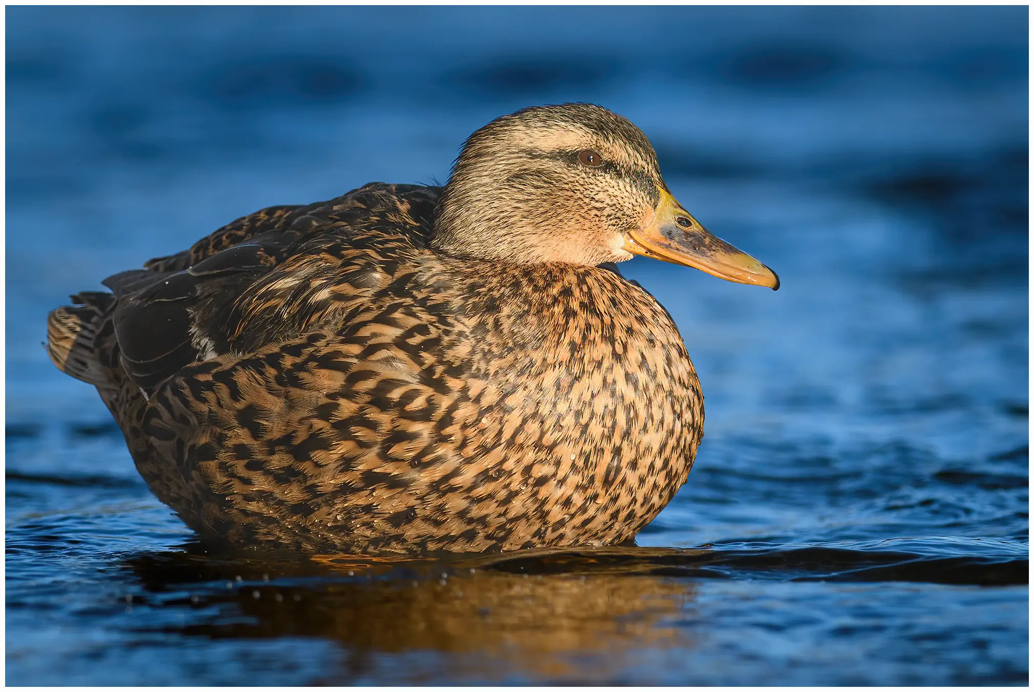 Mallard