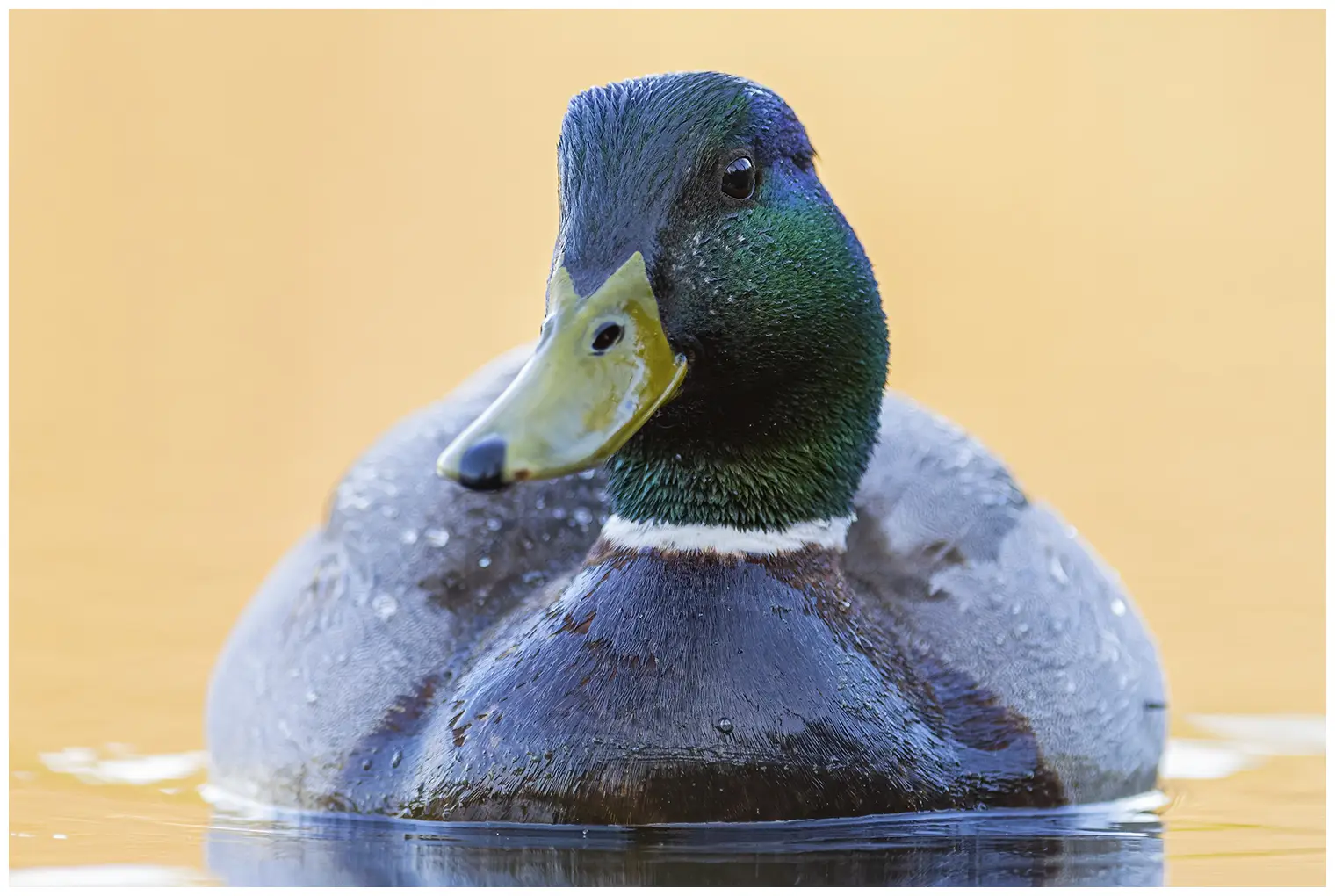 Mallard