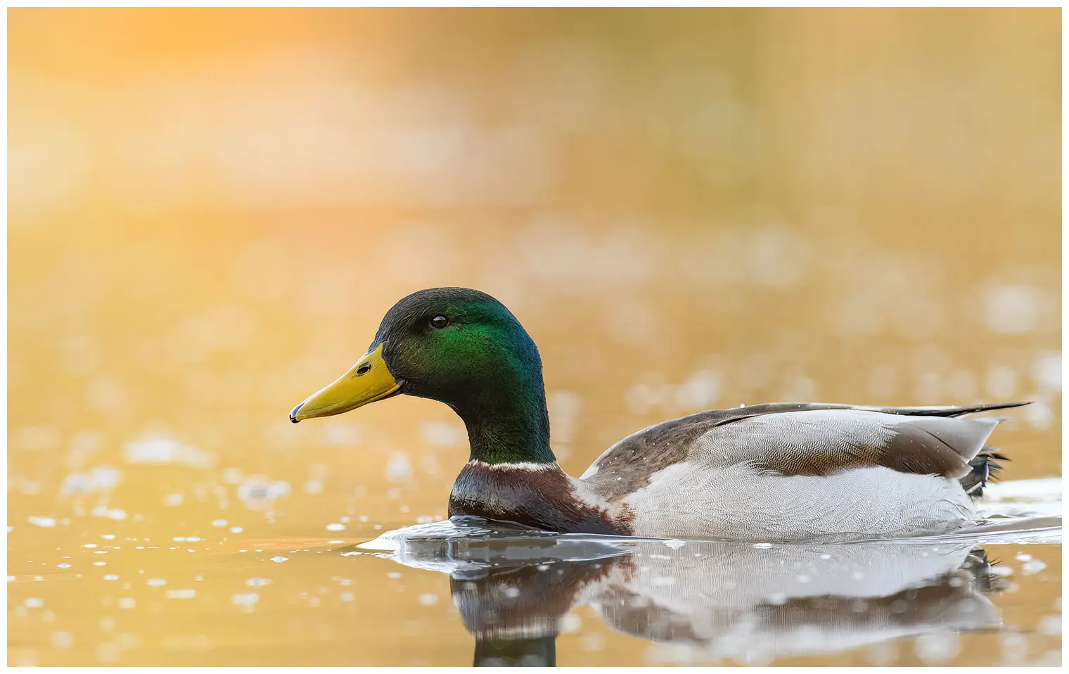 Mallard