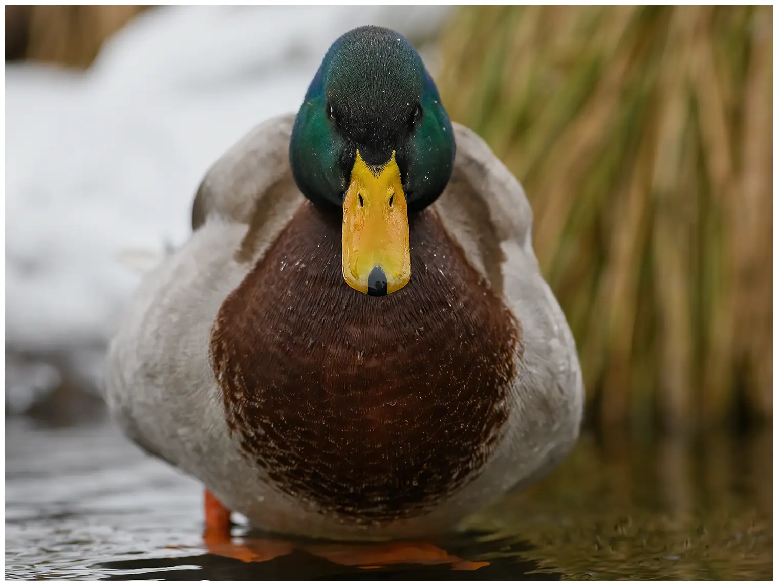 Mallard