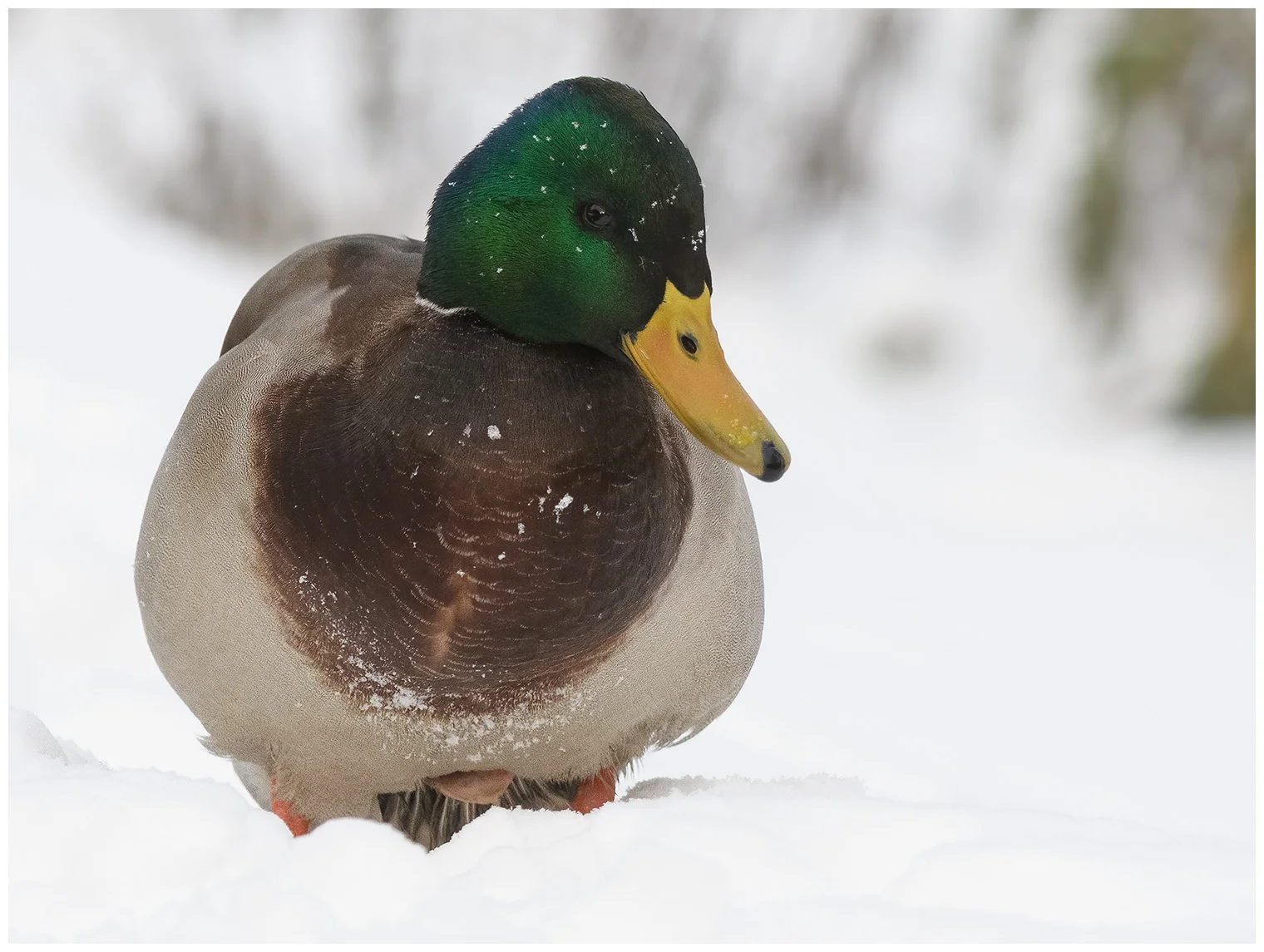 Mallard