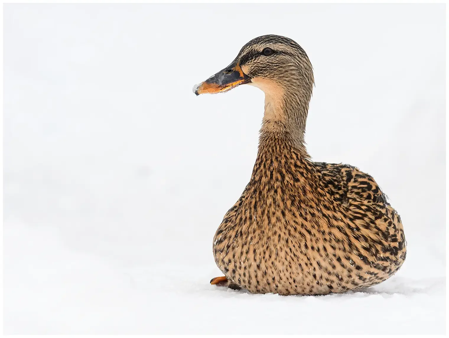 Mallard