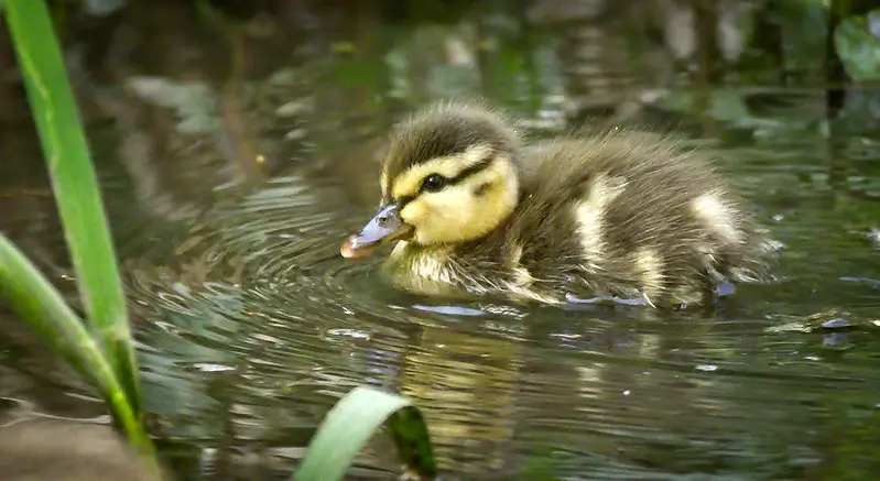 Mallard