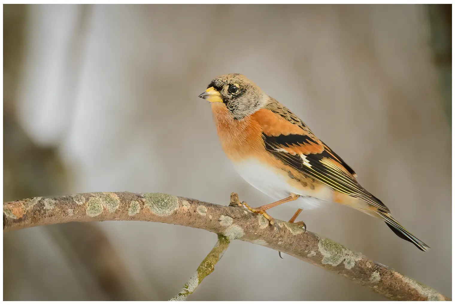 Brambling