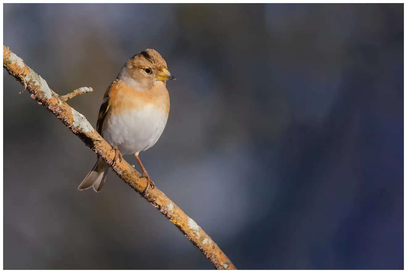 Brambling