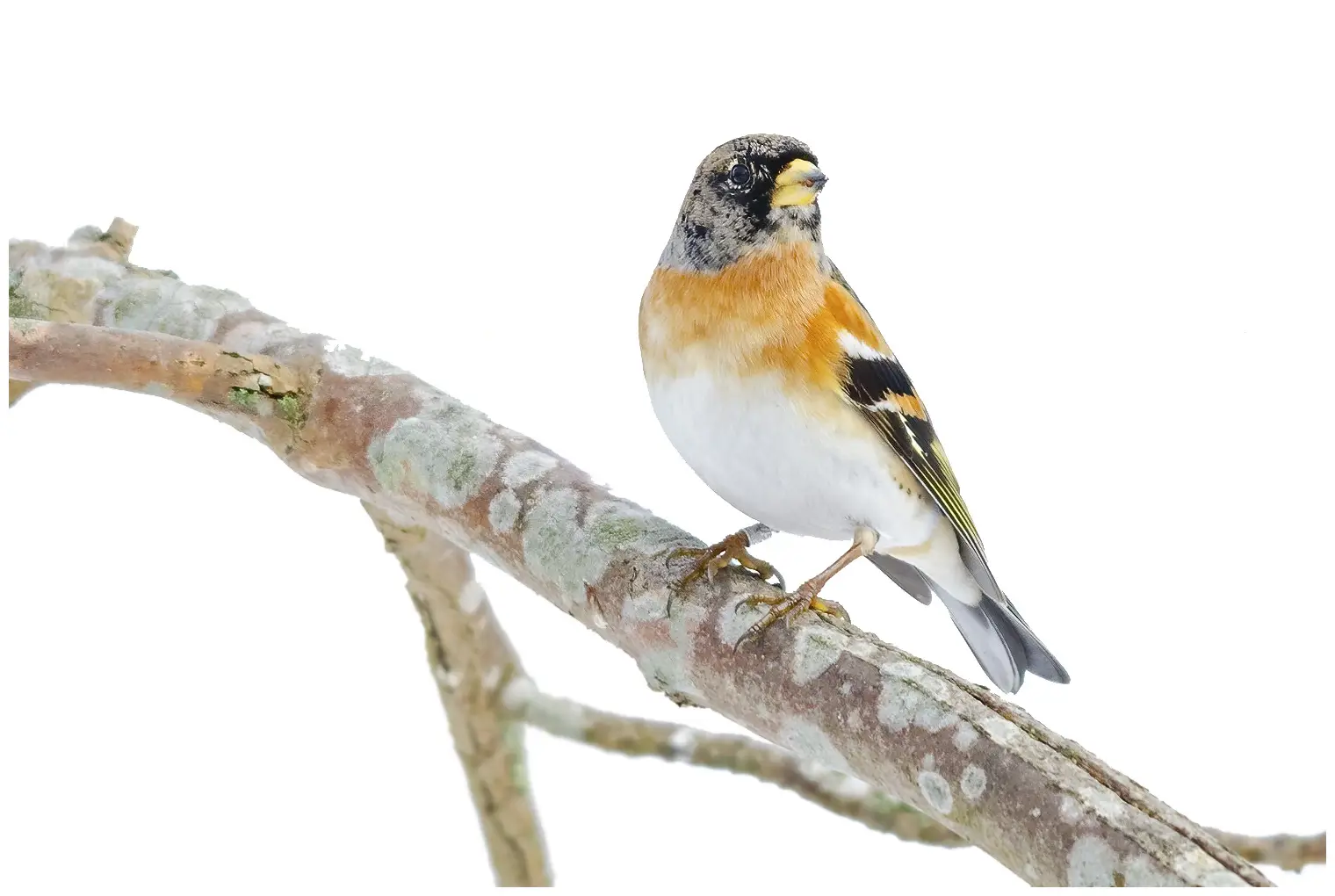 Brambling
