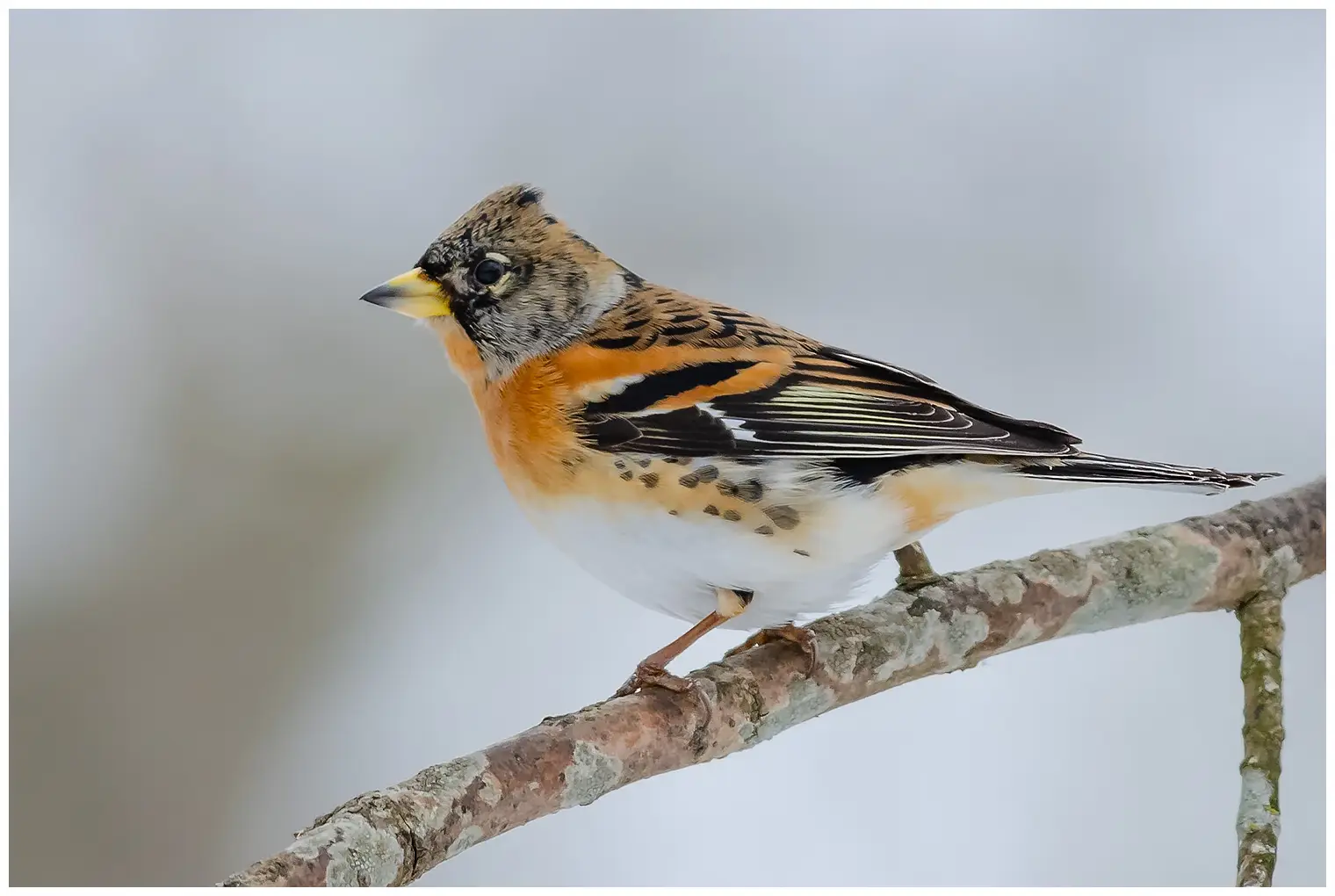 Brambling