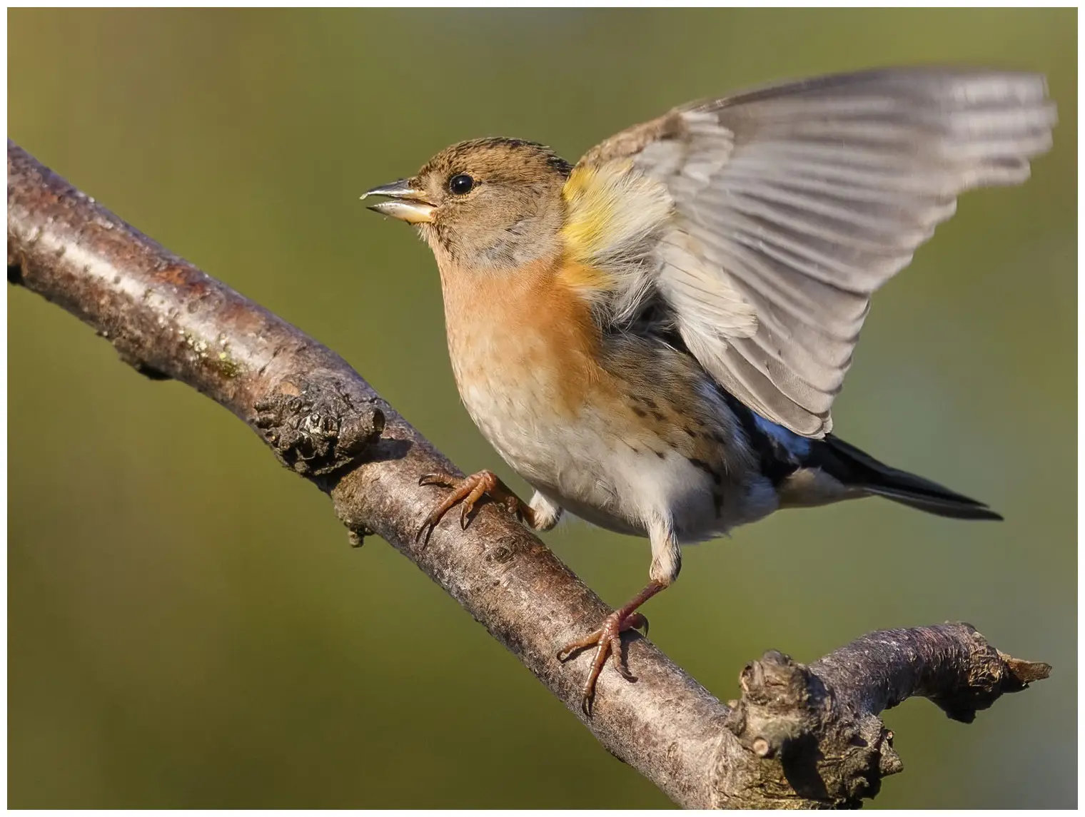 Brambling
