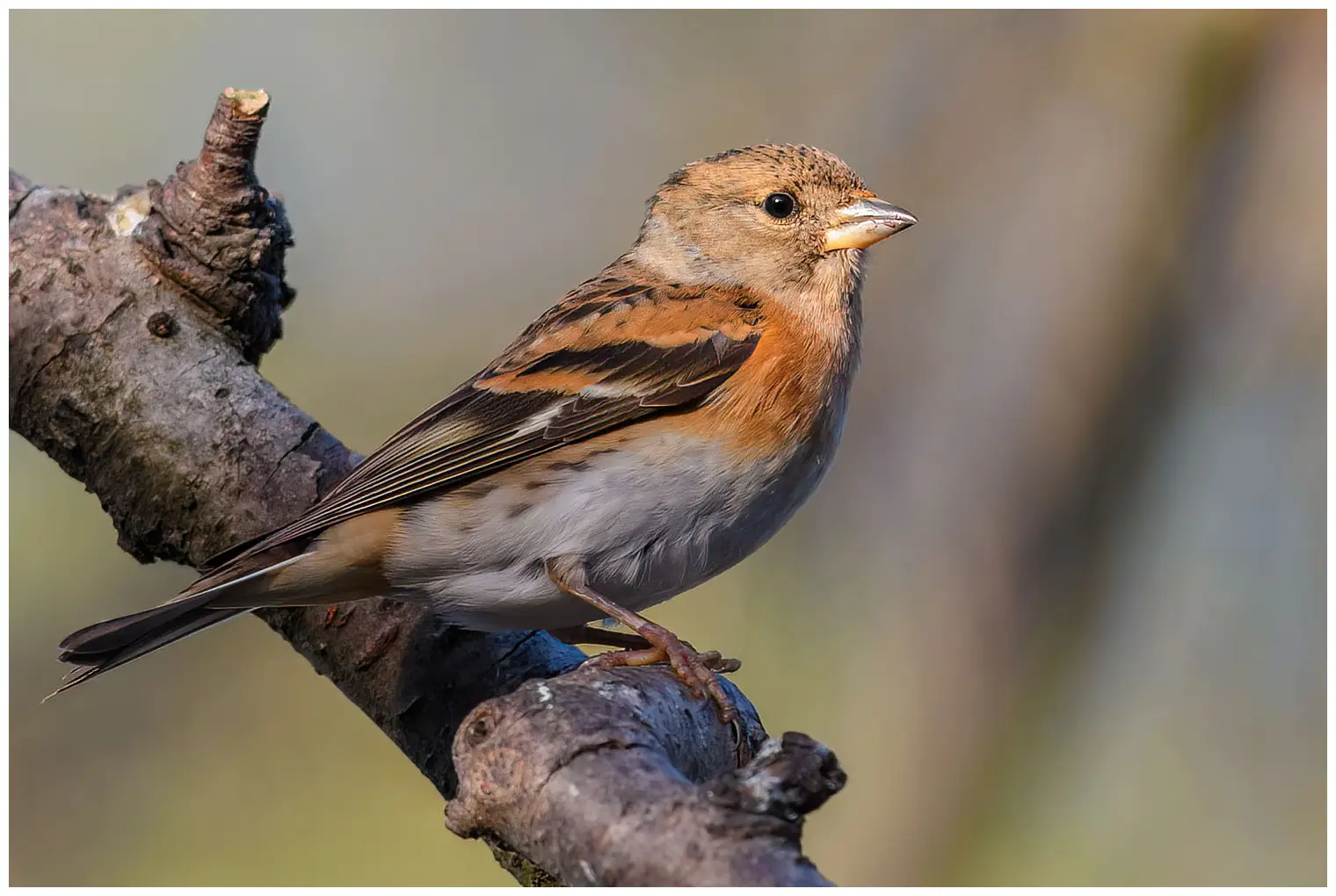 Brambling