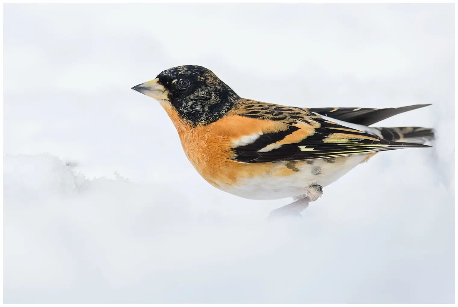 Brambling