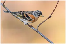 Brambling