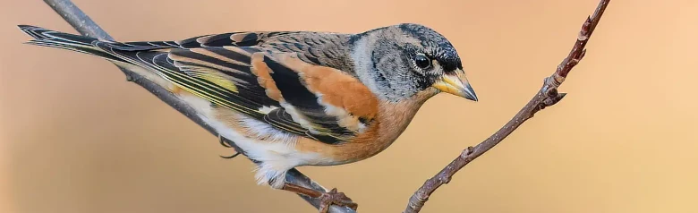 Brambling. Has orange details in the plumage. White upperparts, which are clearly visible in flight.