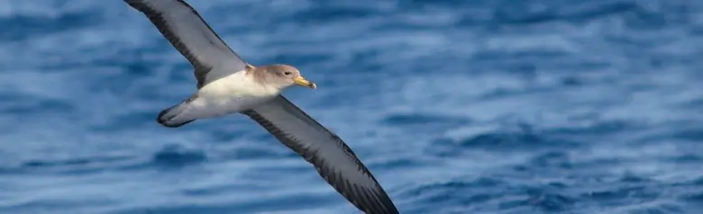Scopoli's Shearwater
