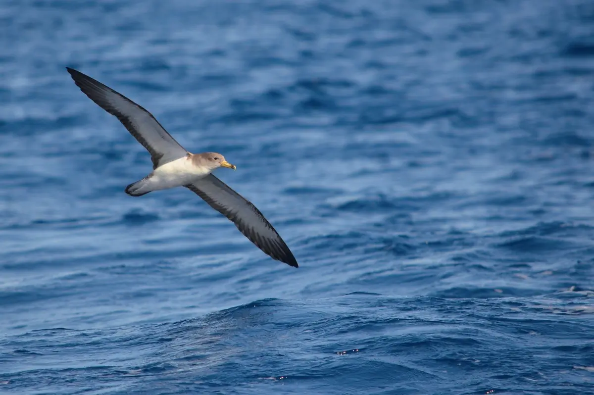 Scopoli's Shearwater