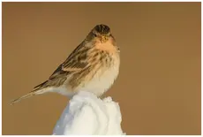 Twite
