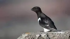 Little Auk