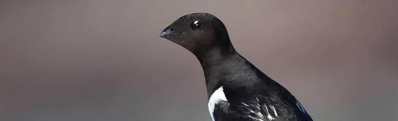 Little Auk